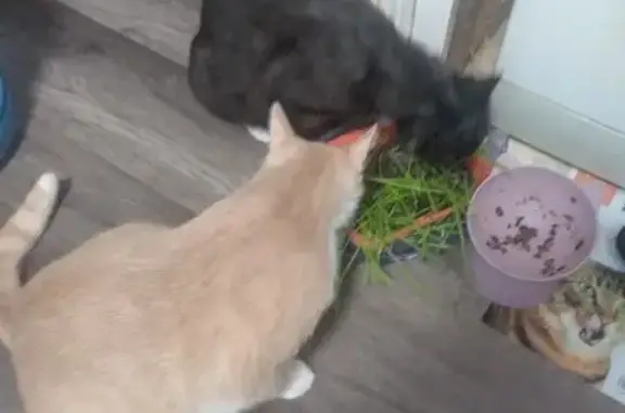 Пропала кошка, 2-я Солнечная улица, 10, Апрелевка - стерилизованная, черная с белыми лапами - photo