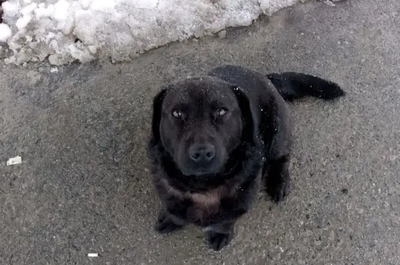 Пропал собака, мужской, улица Совхоз-техникум, городской округ Пенза - photo