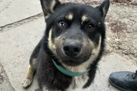 Найден собака, улица 39-й Гвардейской дивизии, 24Б, Волгоград - добрый и ласковый - photo