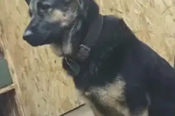 Пропала собака, женский, 1-й проезд Марии Ульяновой, 8, городской округ Тверь - черно подпалый - photo