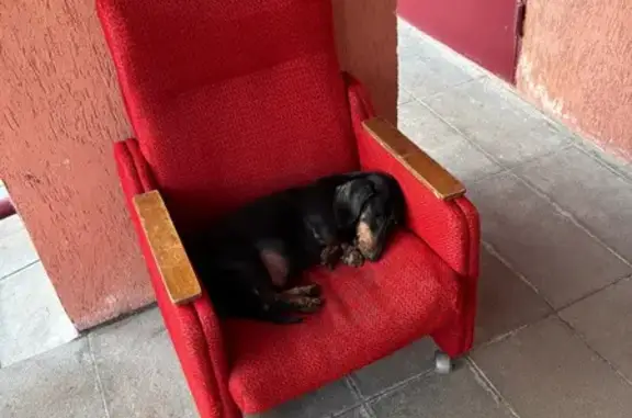 Найдена собака, Нижний Новгород, фото: Найден собака, Полтавская улица, 35, Нижний Новгород