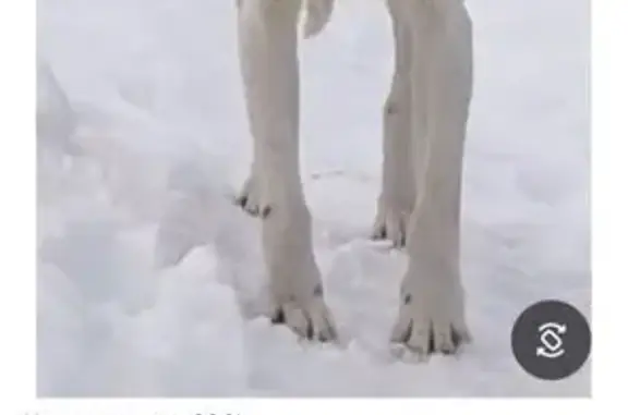 Найдена собака, Казань, фото: Найден собака, Казань, Татарстан