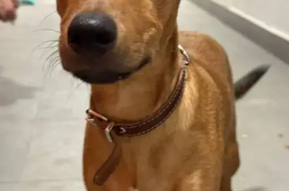 Найдена собака, Москва, фото: Найдена собака, 3-й Нижнелихоборский проезд, Москва - очень ласковая девочка