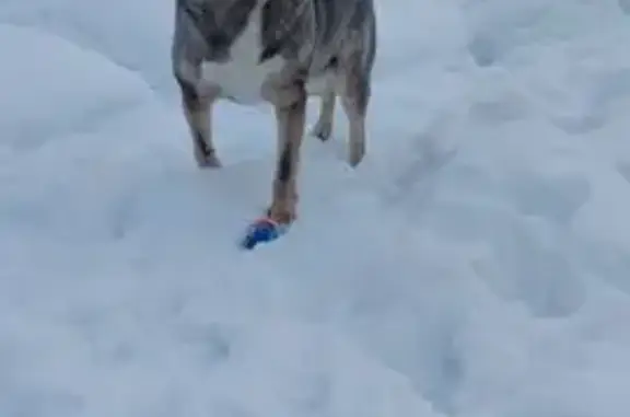 Пропала собака, Малокировская улица, Сергиев Посад - photo