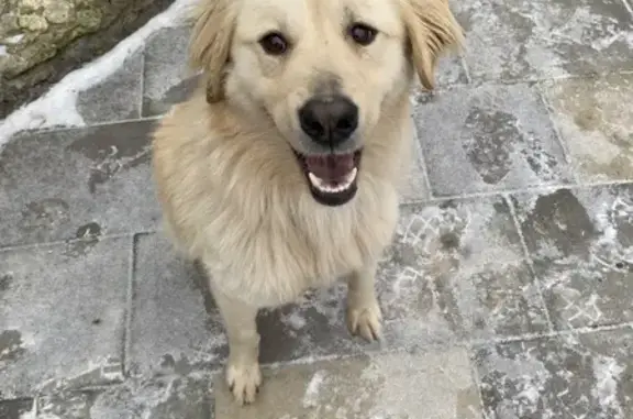 Собаки потеряшки, Орёл, фото: Потеряшка собака, мужской, Запрудная улица, 31, Орёл - светло-рыжий, добрый