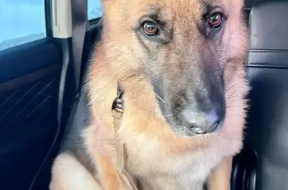 Пропал собака, Заречная улица, Шишкин Лес - немецкая овчарка, два года - photo