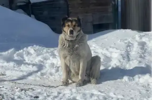 Пропала собака, девочка, Шаховская улица, 42, Власиха - окрас бело-черный, откликается на Тайга - photo
