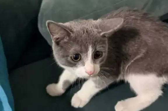 Найденные животные Иркутск, фото: Найден котенок, улица Касьянова, 64, Иркутск - серо-белый мальчик