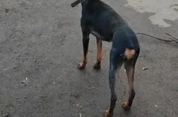 Найдена собака, Москва, фото: Найдена собака, женский пол, улица Металлургов, 28, Москва