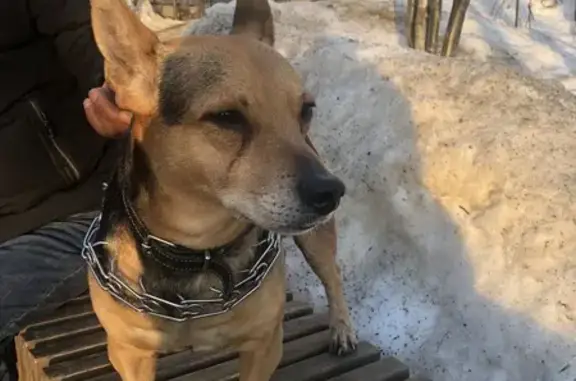 Найдена собака, Москва, фото: Найден собака, мужской, улица Лескова, 11Б, Москва - смесь корги с таксой