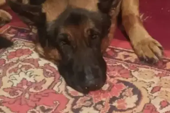 Пропала собака, улица Карла Маркса, Егорьевск - photo