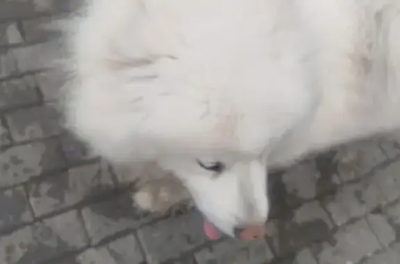 Найдена собака, Тамбов, фото: Найдена собака с ошейником, улица Рылеева, городской округ Тамбов