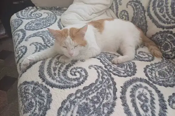 Пропал кот, 2-я Текстильная улица, Шуя - рыже-белый окрас - photo