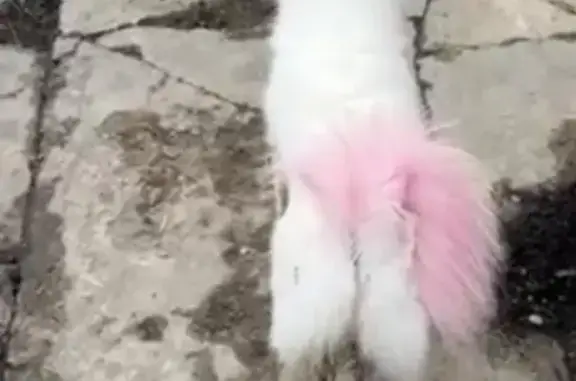 Найдена собака, Тамбов, фото: Найден собака, Уфимская улица, 11, городской округ Тамбов - самец белого окраса с розовым хвостом