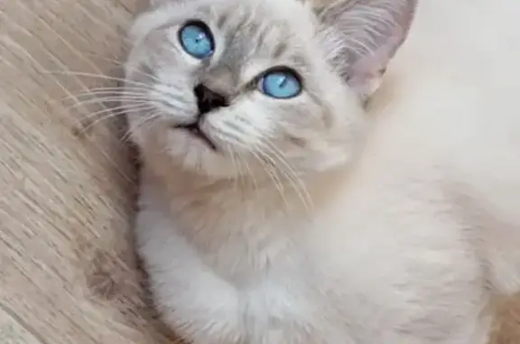 Пропал кот, 62А, Камышин - ласковый, знает своё имя - photo