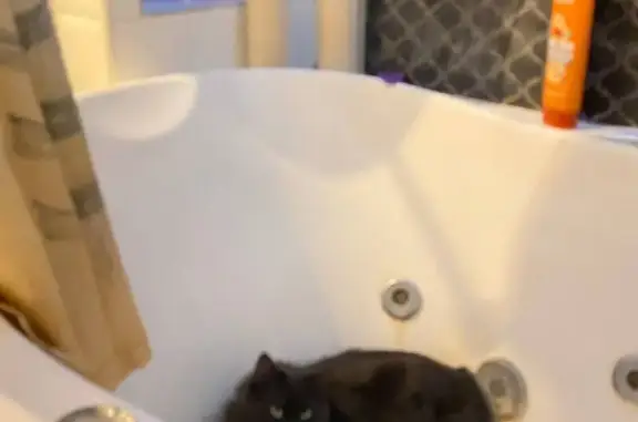 Пропал кот, улица Островского, 16, городской округ Липецк - зовут Марсель, окрас коричнево-чёрный - photo