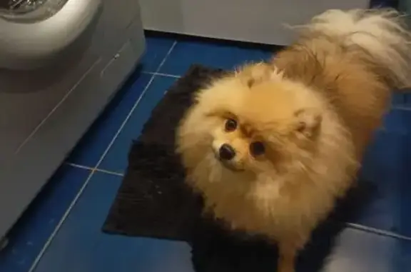 Найдена собака, Ярославль, фото: Найдена собака девочка, Красноборская улица, 25, Ярославль - малыш шпиц