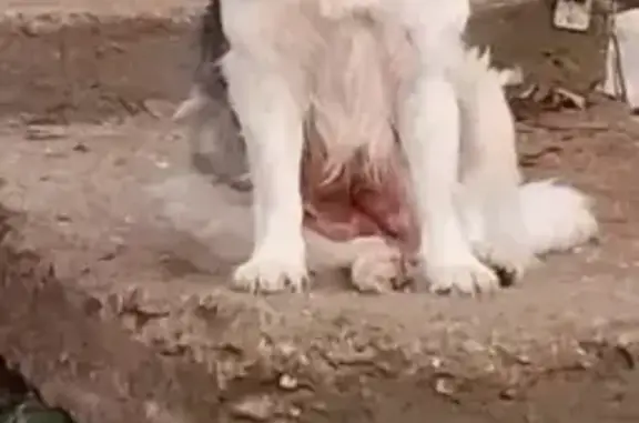 Пропала собака, улица Пугачева, Уфа - по кличке Роза - photo