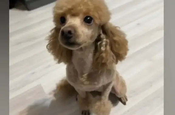 Пропала собака, рыжая девочка породы той пудель, улица МОПР, 37/1, Краснодар - photo