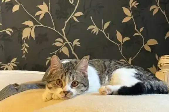 Пропал кот, улица Ерофеева, 6, Тверь - метис с пятном в форме сердечка - photo