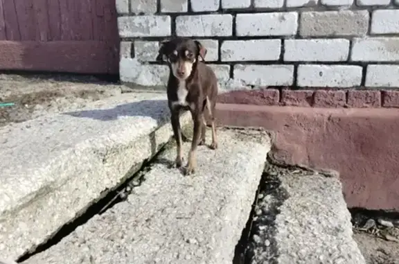 Найдена собака, Нижний Новгород, фото: Найден собака, улица Героя Юрия Смирнова, Нижний Новгород - похож на той-терьера