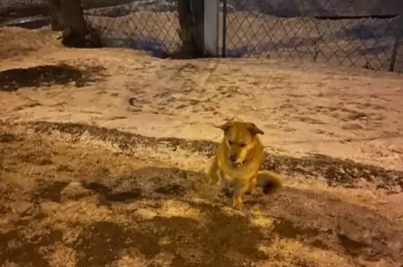 Найдена собака, Красноярск, фото: Найдена собака, проспект Металлургов, Красноярск - сидит на ул. Воронова