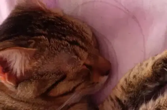 Пропал кот, улица Зины Маресевой, 7, Волгоград - коричневый с белыми пятнами - photo