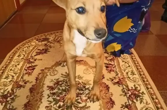 Найдена собака, Белгород, фото: Найден собака, 1-й Поэтический переулок, Белгород - молодой и ласковый