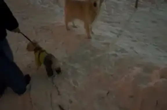 Найдена собака, Томск, фото: Найден собака, улица Елизаровых, 45, Томск - золотистый ретривер