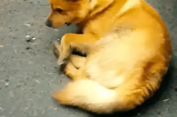 Найдена собака, Пермь, фото: Найдена собака, Первомайская улица, Пермь - в ошейнике, домашняя