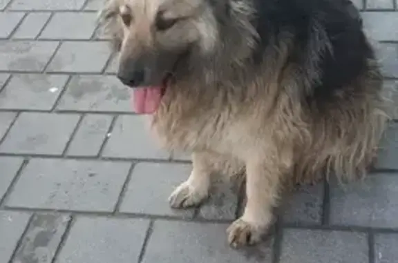 Найдена собака, Троицк, фото: Найдена собака, улица Братьев Бромлей, 5 к1