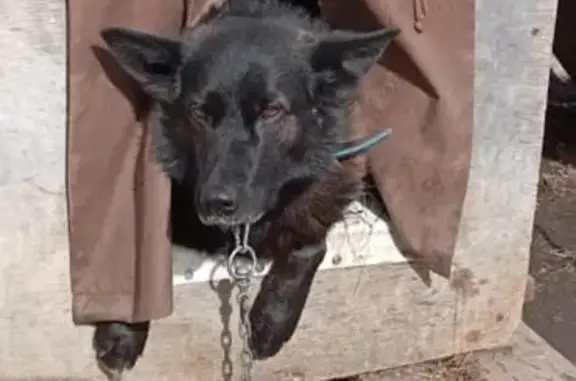 Пропала собака, Авторемонтная улица, Тюмень - чёрная лайка с синим ошейником - photo