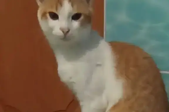 Пропала кошка, улица Комарова, 18, Абдулино - рыже-белая, очень пугливая - photo