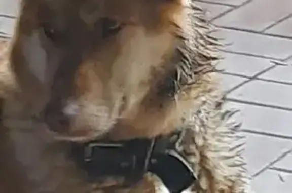 Найдена собака, Йошкар-Ола, фото: Найдена собака, улица Йывана Кырли, 5А, Йошкар-Ола - рыжеватая, с ошейником