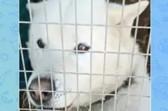 Найдена собака, Егорьевское, фото: Найдена собака, «Восток», Егорьевское сельское поселение - белого окраса, коричневый ошейник