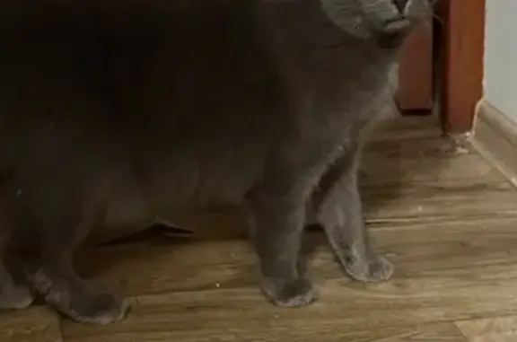 Объявления о пропавших и найденных животных, Стройкерамика, фото: Найдена кошка, улица Петра Монастырского, Стройкерамика - серого окраса, зелёные глаза