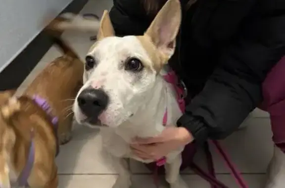 Найдена собака, Тверь, фото: Найден собака, мужской, Медовая улица, 3А, городской округ Тверь - белая с рыжими ушами