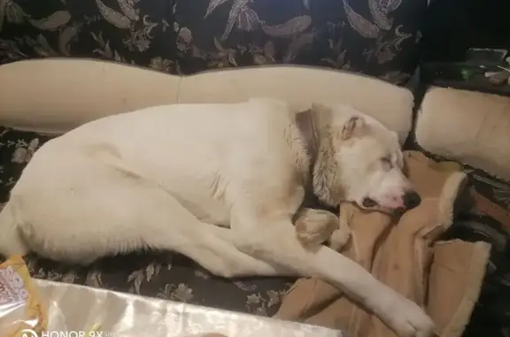 Пропала собака, улица Лифанова, 127, Пермь - photo