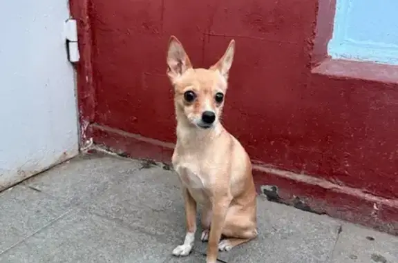 Найденные животные Москва, фото: Найдена собака, женский пол, дублёр Профсоюзной улицы, Москва - палевый той терьер