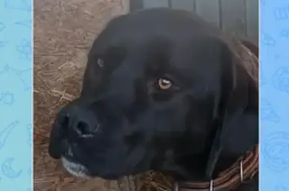 Найдена собака, Егорьевское, фото: Найдена собака, Егорьевское сельское поселение, Татарстан - черный окрас с белыми пятнами