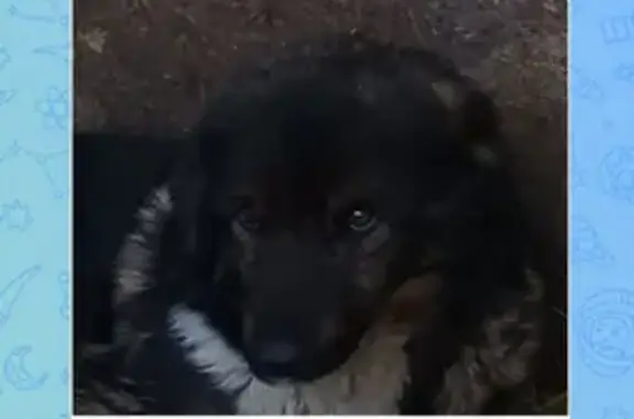 Найдена собака, Егорьево, Татарстан - трёхцветная с белым пятном на груди - photo