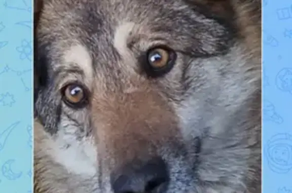 Найдена собака, Лаишево, фото: Найдена собака, городское поселение Лаишево, Лаишево - окрас серо-черный, карие глаза