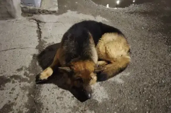 Найдена собака, Чебоксары, фото: Найдена собака, улица Энтузиастов, 1, Чебоксары - немецкая овчарка с чёрным ошейником