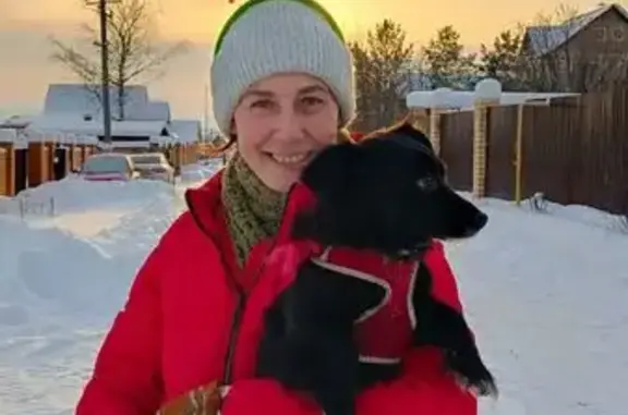 Пропала собака, Тбилисская улица, 31, Пермь - photo