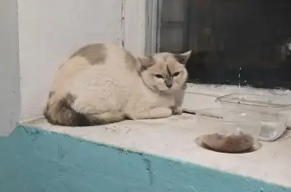 Найдена кошка, Москва, фото: Найдена кошка, Локомотивный проезд, 9, Москва - светлый окрас