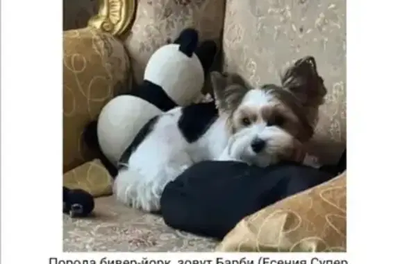 Пропала собака, Встречная улица, 116, Ростов-на-Дону - девочка, пропала утром - photo