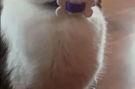 Кошки потеряшки, Усолье, фото: Потеряшка кошка, улица Свердлова, 53, Усолье - смесь вислоухой, фиолетовый ошейник