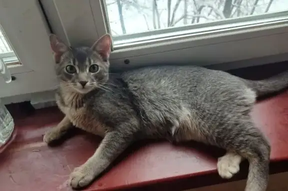 Пропал кот, улица Юлиуса Фучика, Балашиха - выпрыгнул из окна - photo