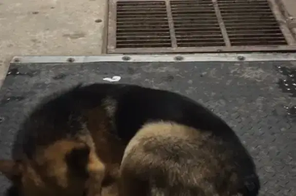 Найдена собака, Набережные Челны, фото: Найден собака, 21/29, Набережные Челны - ласковый, окрас черно-оранжевый