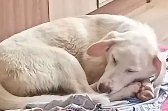 Найдена собака, Тюмень, фото: Найдена собака, женская, улица Пермякова, Тюмень - белая